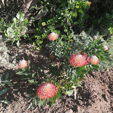 Ocean Room @ 66 Fynbos 莫塞尔湾 外观 照片